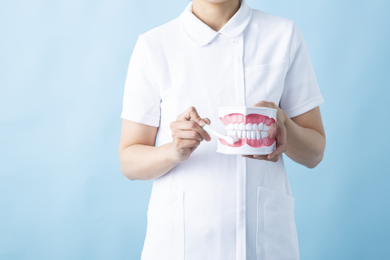 歯ブラシと歯の模型を持つ女性の歯科衛生士
